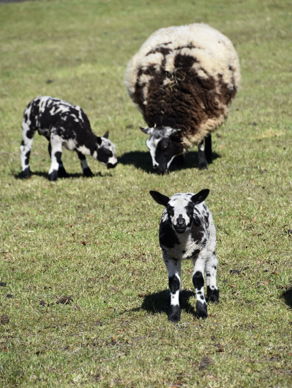 Gevlekt - Zoogdieren - 