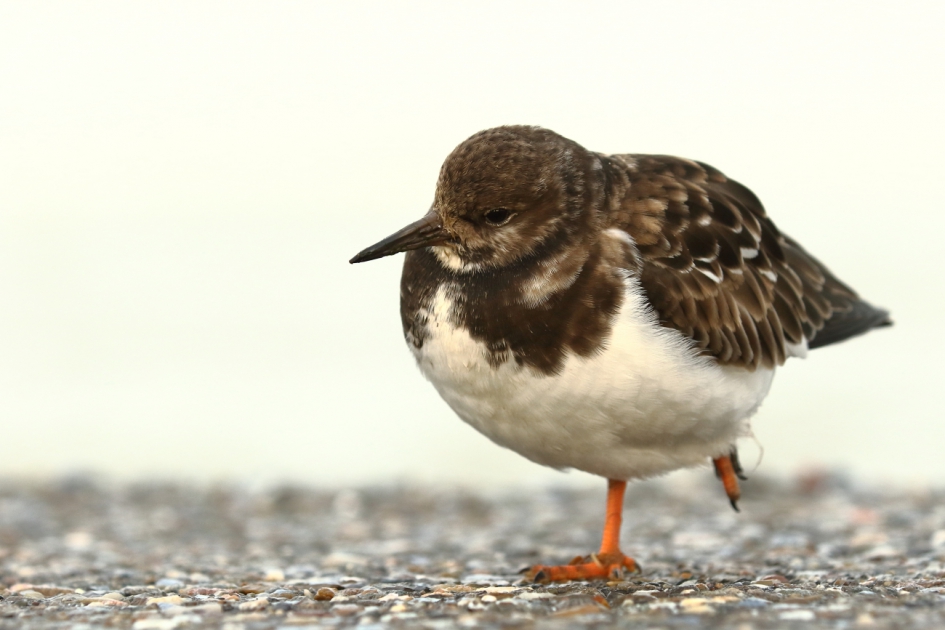 Gewond steenlopertje - Vogels - steenloper