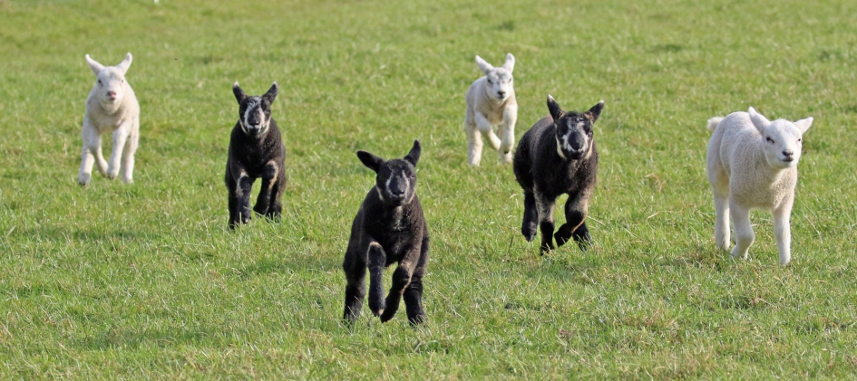 Gewoon blij... - Zoogdieren - Lammetjes