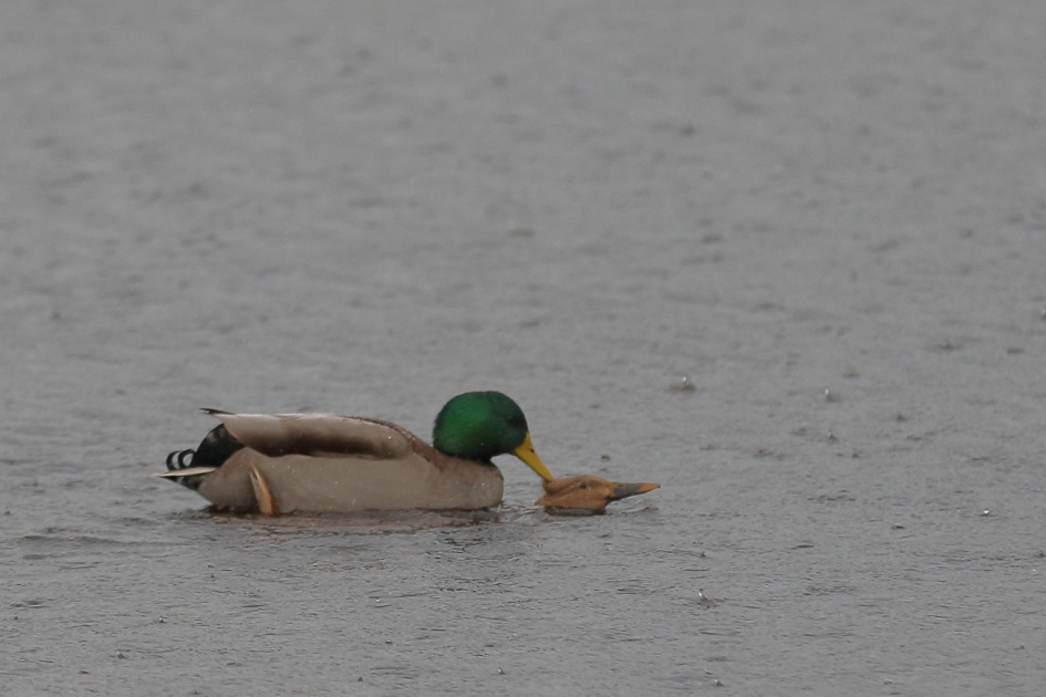 gezinsuitbreiding op komst? - Vogels - wilde eend