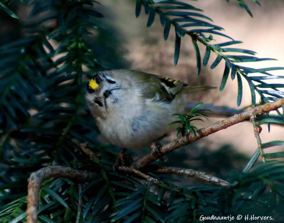 Goudhaantje - Vogels - Goudhaantje