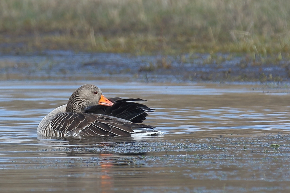 grauwe gans - Vogels - grauwe gans