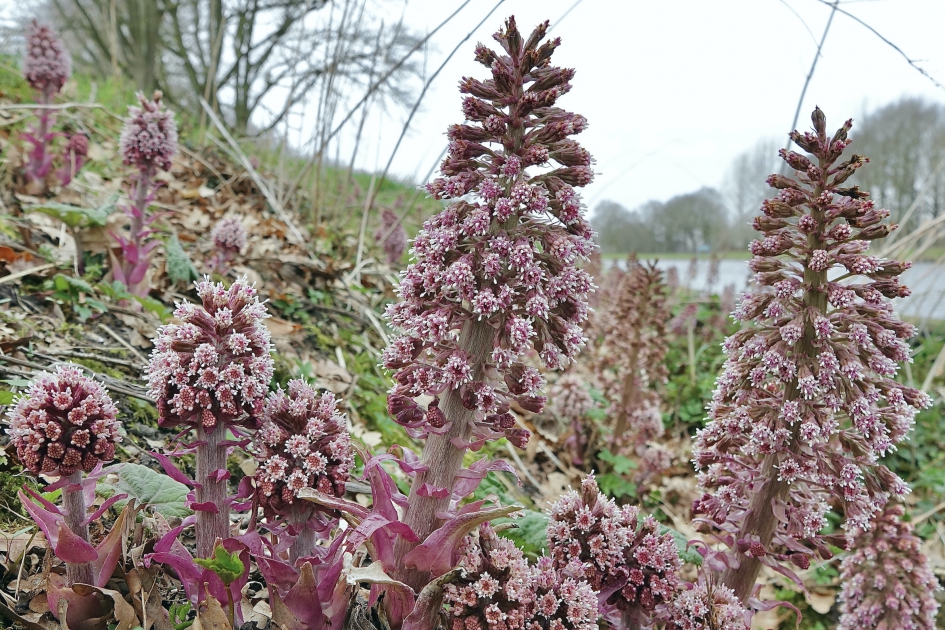 Groot Hoefblad - Planten - Groot Hoefblad