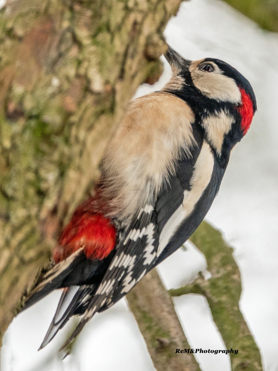 Grote bonte specht. - Vogels - Grote bonte specht.