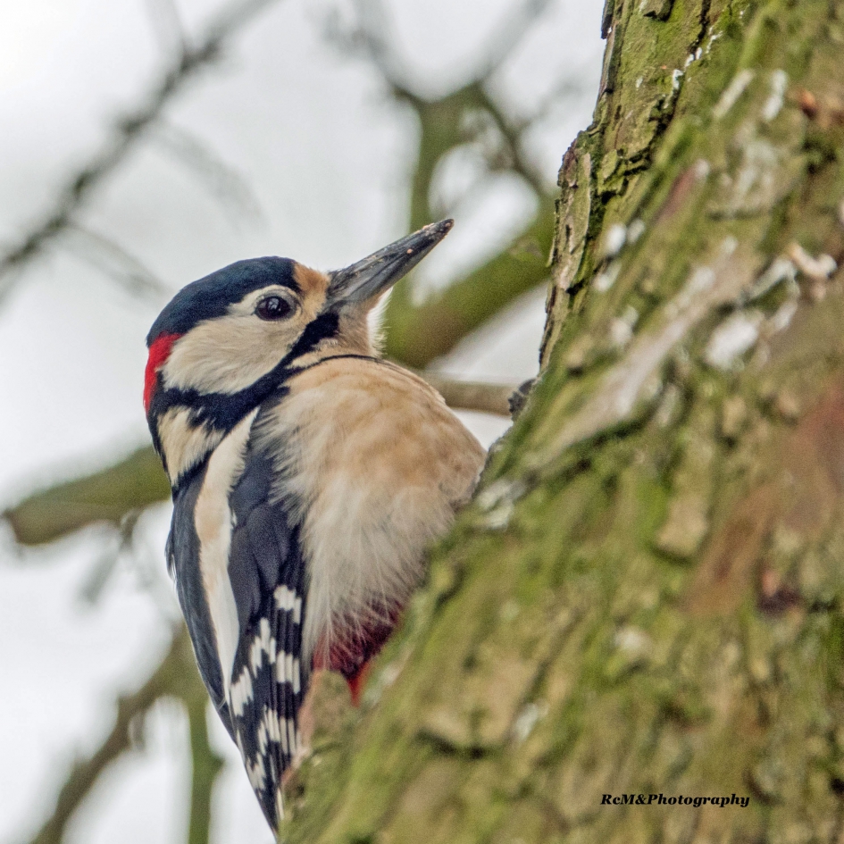 Grote bonte specht. - Vogels - Grote bonte specht.