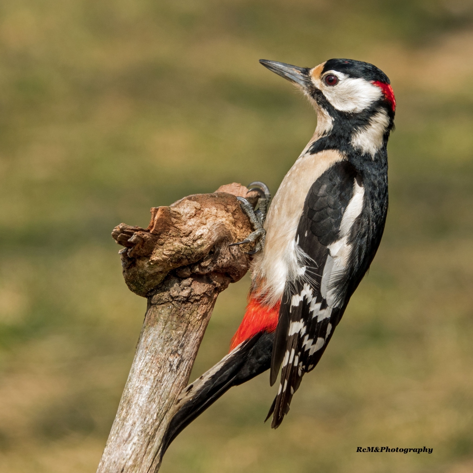 Grote bonte specht. - Vogels - Grote bonte specht.