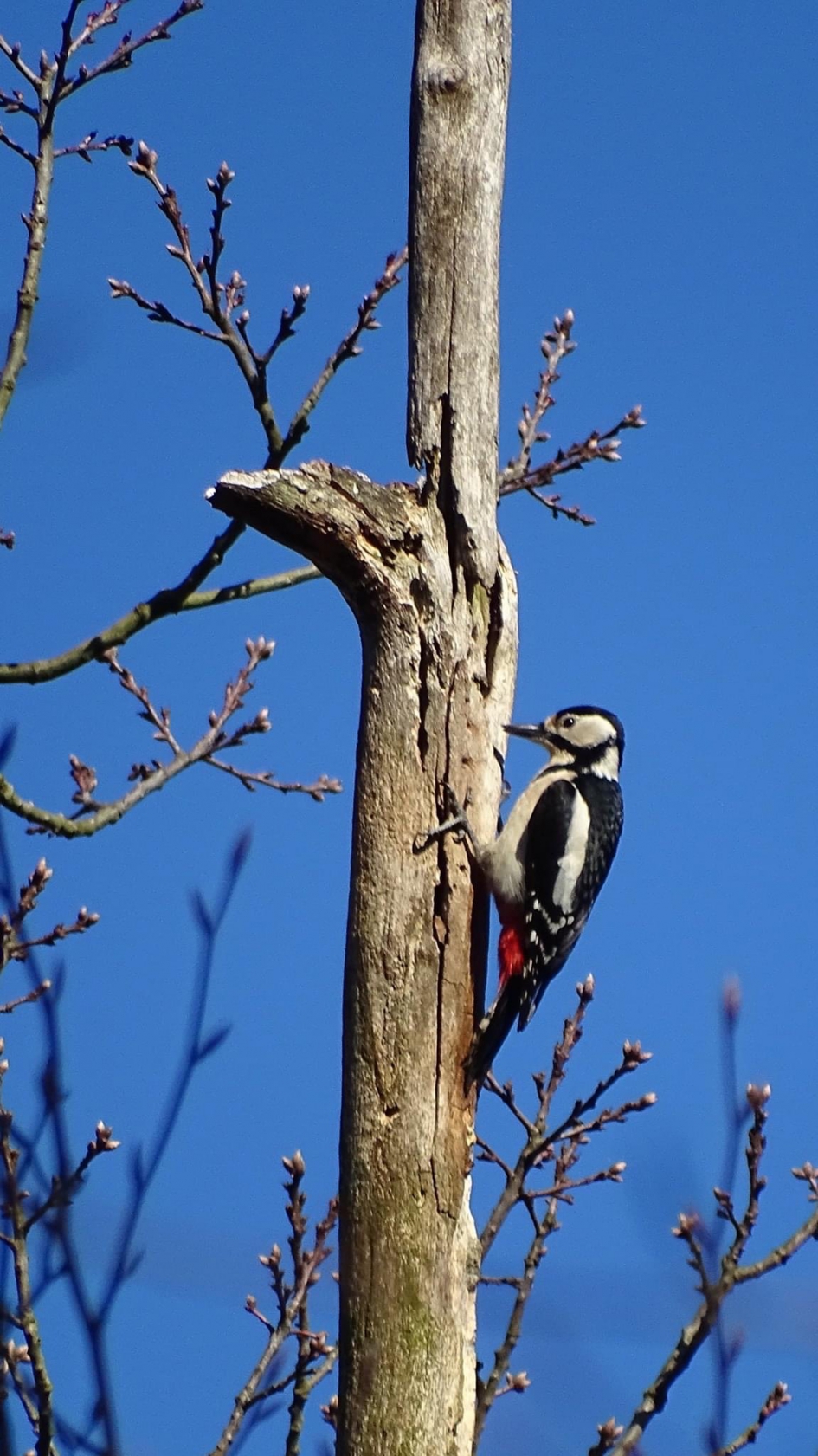 #puzzel - Vogels - Grote Bonte Specht
