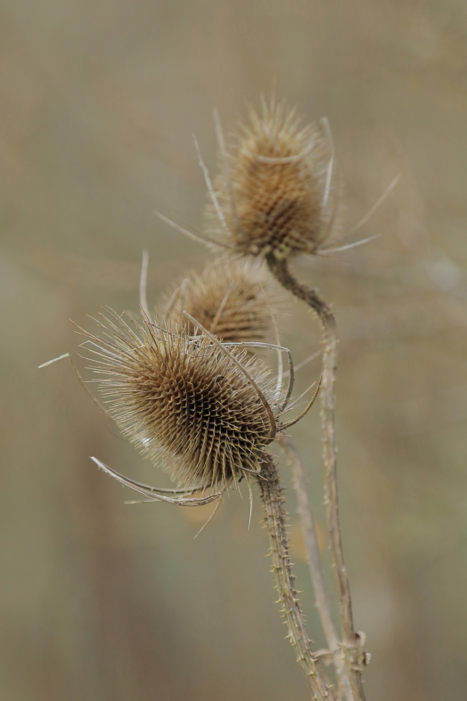 grote kaardenbol - Planten - grote kaardenbol