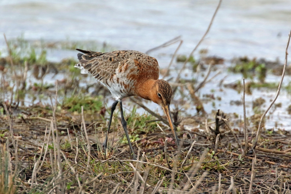 Grutto - Vogels - 