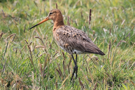 Grutto in de Onnerpolder #puzzel
