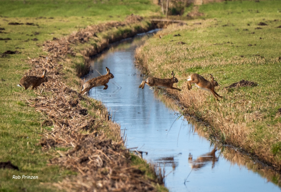 Haasje over in de polder - Zoogdieren - Haas