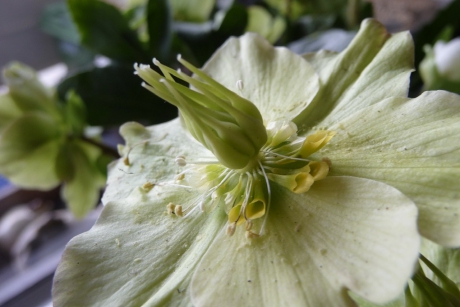 Helleborus