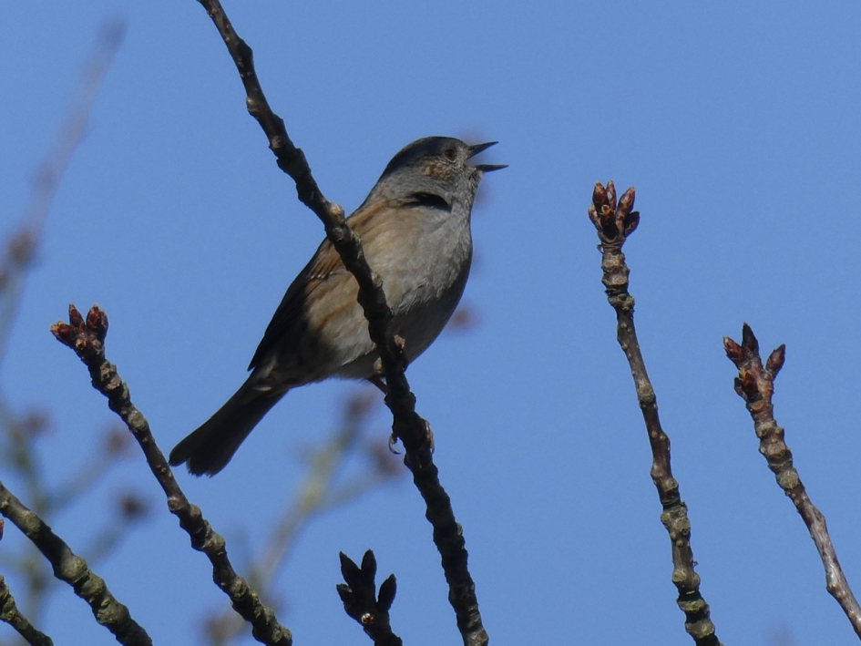 Heggenmus - Vogels - 