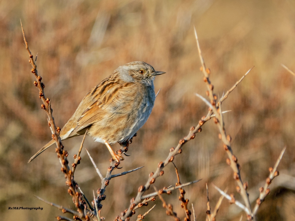 Heggenmus. - Vogels - Heggenmus.