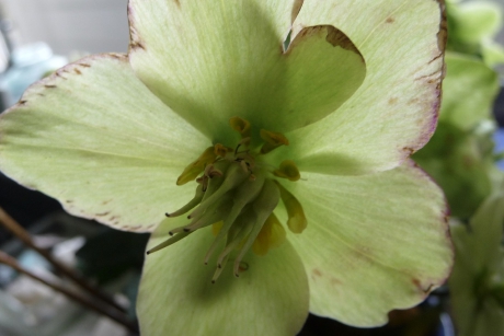 Helleborus