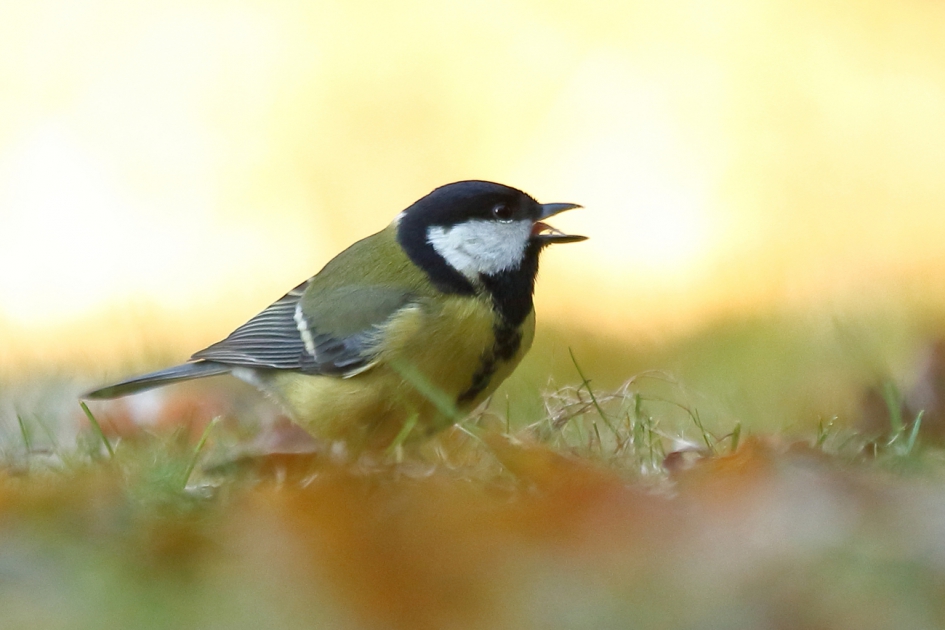 het achterste van je tong laten zien - Vogels - koolmees