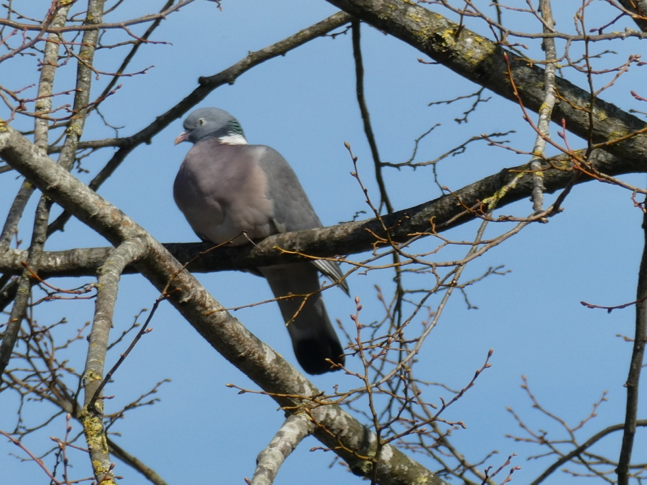 Houtduif in het zonnetje - Vogels - 
