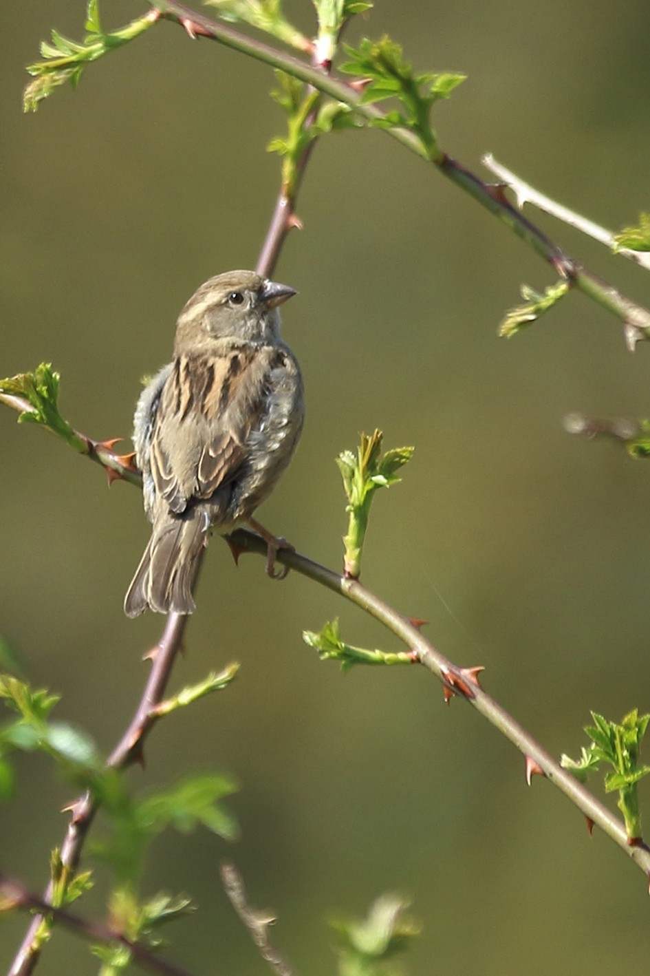 huismus - Vogels - huismus