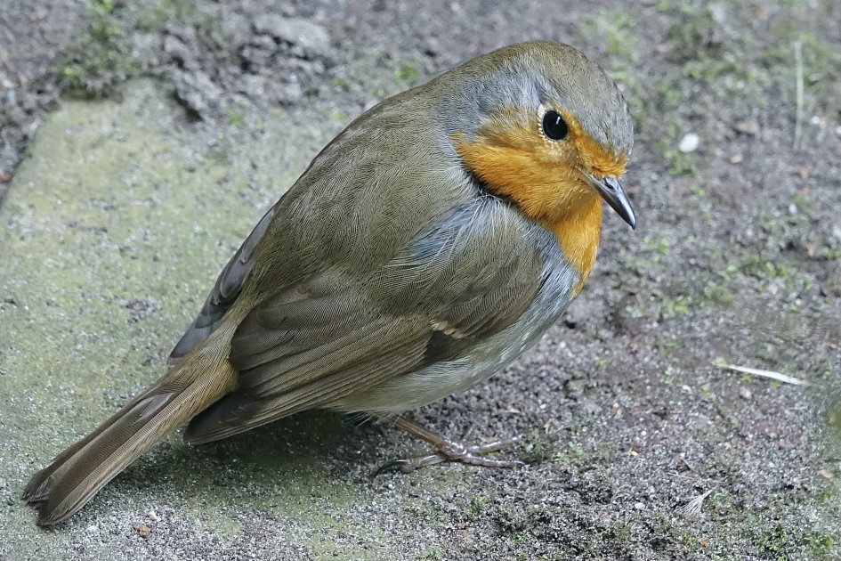 Hulp in de tuin - Vogels - Roodborst