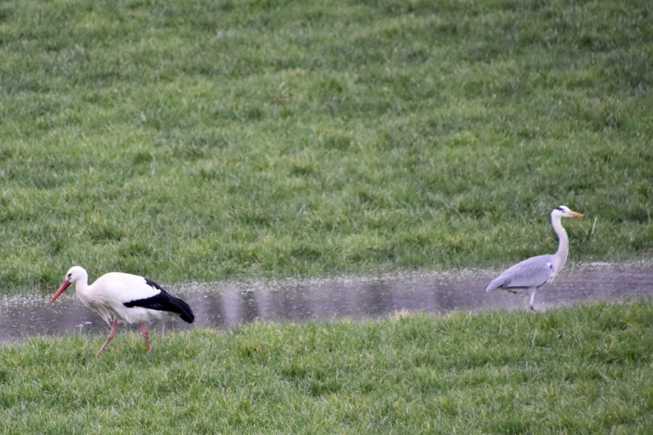 Ieder een eigen kant uit... - Vogels - 