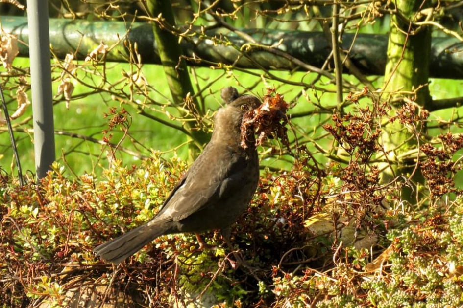 “Kuif”merel - Vogels - Merel