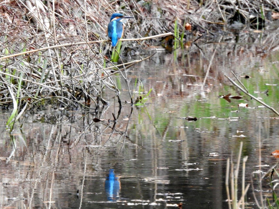 ijsvogeltje met weerspiegeling - Vogels - ijsvogel