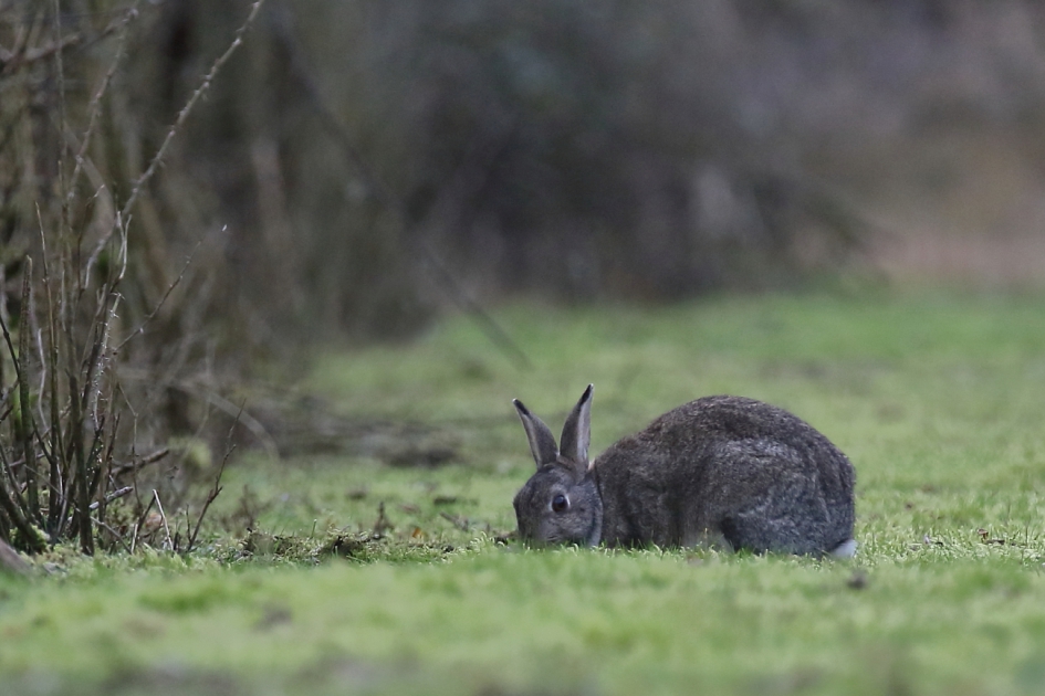 in de verte - Zoogdieren - konijn