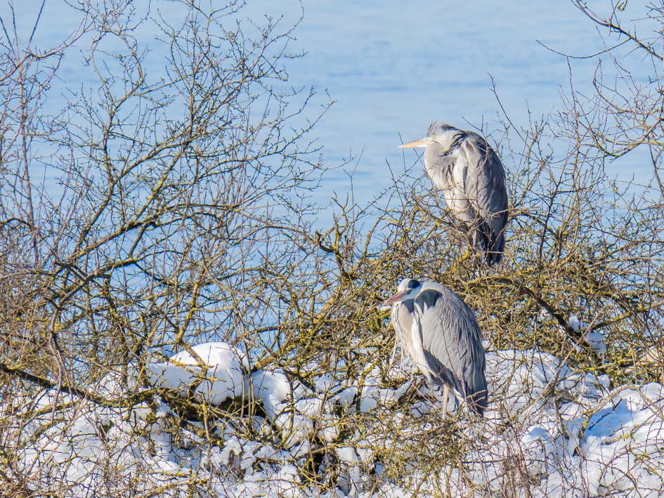 In vrieskou effe pauzeren#puzzel - Vogels - Blauwe reiger