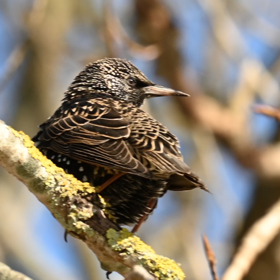 Jack Sterling - Vogels - Spreeuw