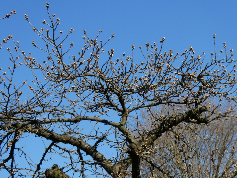 Japanse kers - Planten - 