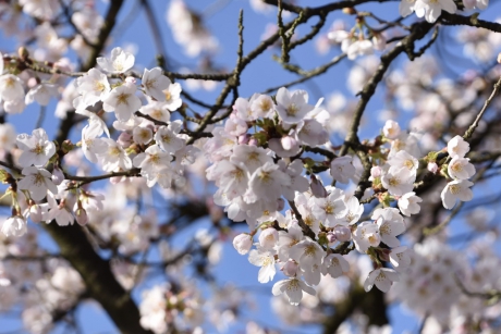 Japanse kers in bloei