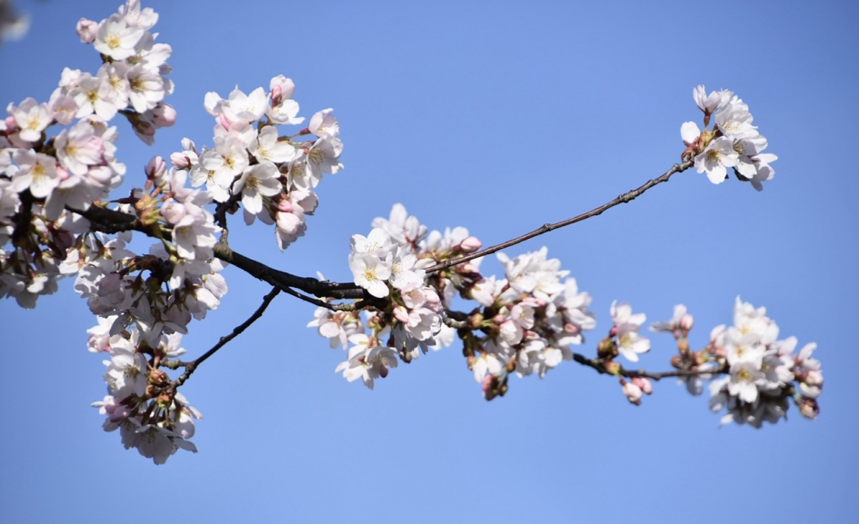 Japanse kers in bloei - Planten - 
