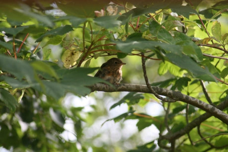 Juvenile roodborst #Puzzel