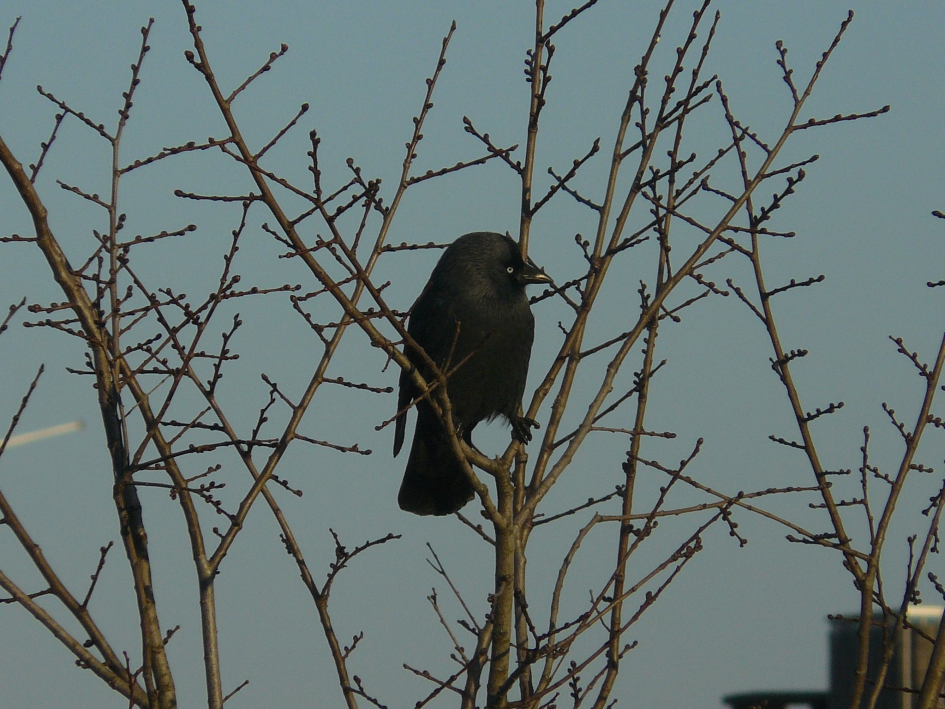 kauw in de top van een boom in Amsterdam Centrum - Vogels - kauw