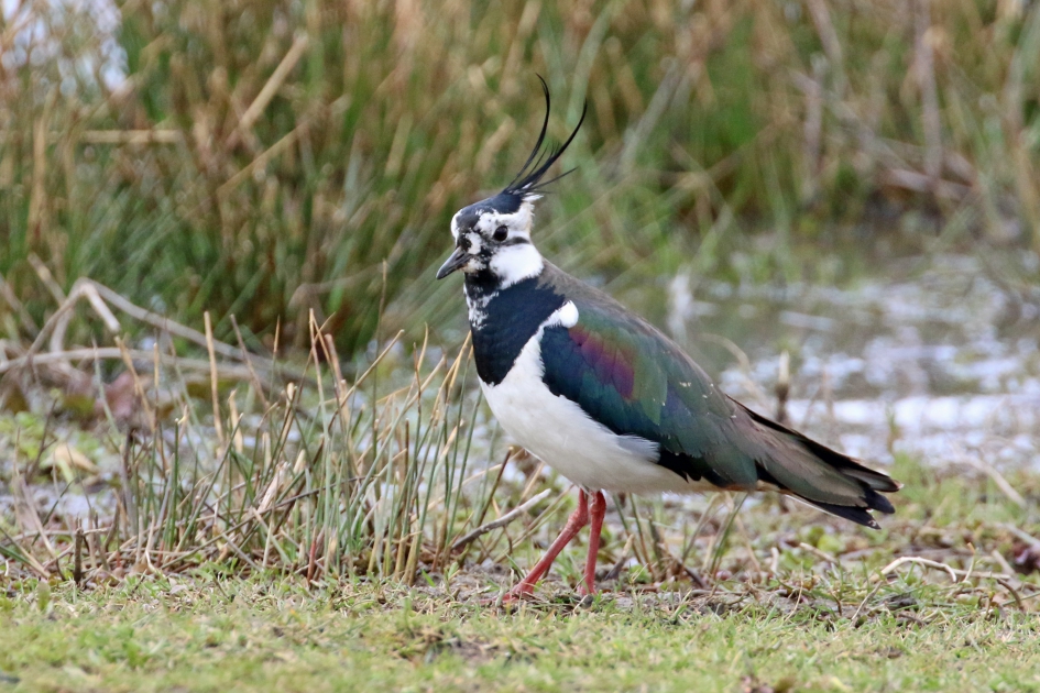 Kievit (1) - Vogels - 