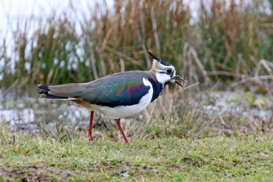 Kievit (2) - Vogels - 