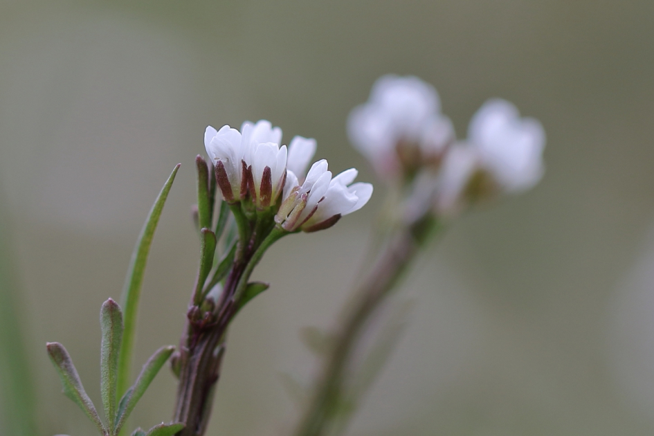 kleine veldkers - Planten - kleine veldkers