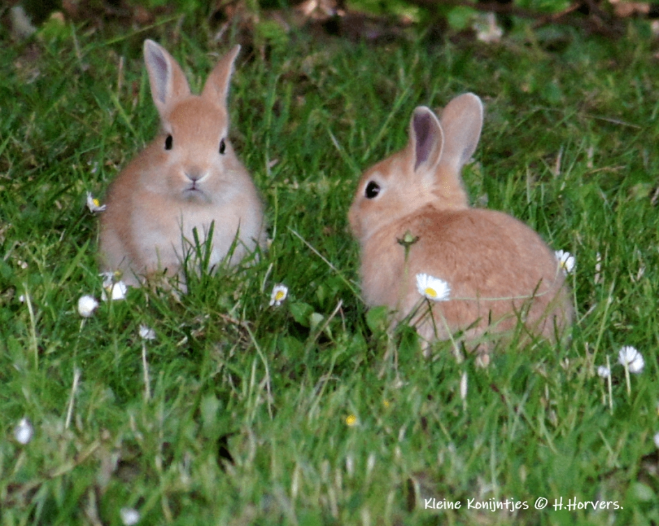 Kleine wilde konijntjes - Zoogdieren - konijntjes