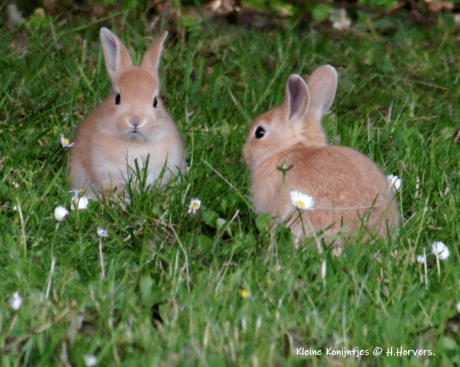 Kleine wilde konijntjes