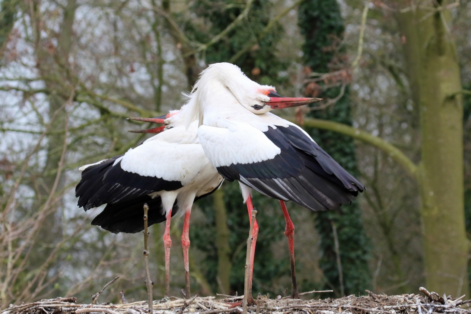 Klepperdeklep - Vogels - Oooievaars