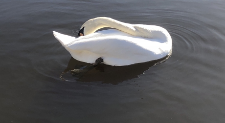 Knobbelzwaan - #puzzel