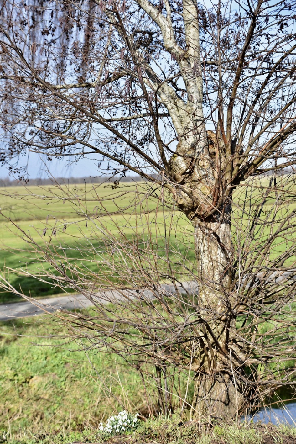 Knotwilg - Planten - 