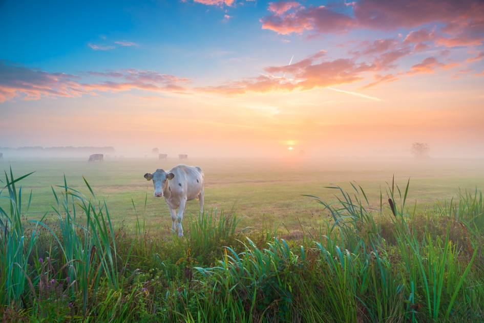 #puzzel Koe in de mist - Weer en landschap - Koe in de mist
