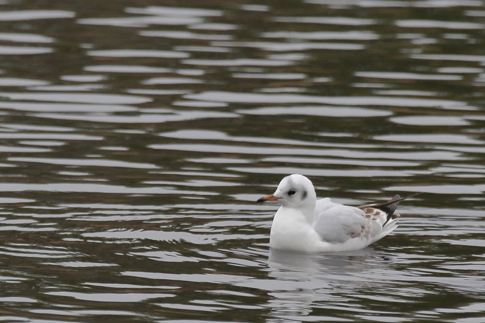 kokmeeuw - Vogels - kokmeeuw