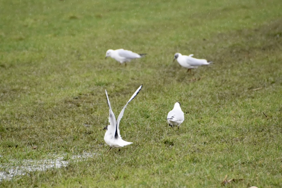 Kokmeeuwen - Vogels - 
