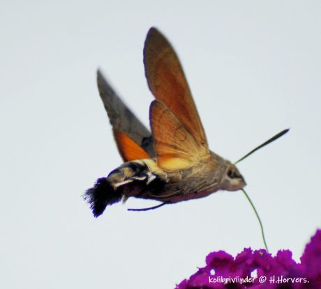 kolibrivlinder.