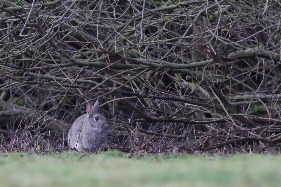 konijn - Zoogdieren - konijn