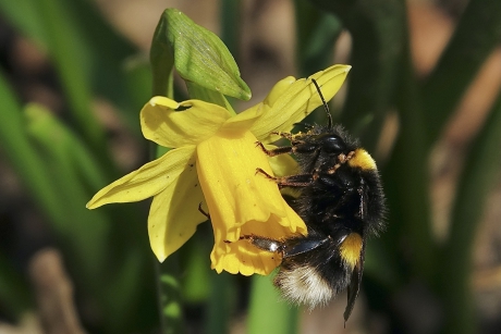Koningin in stemmig geel