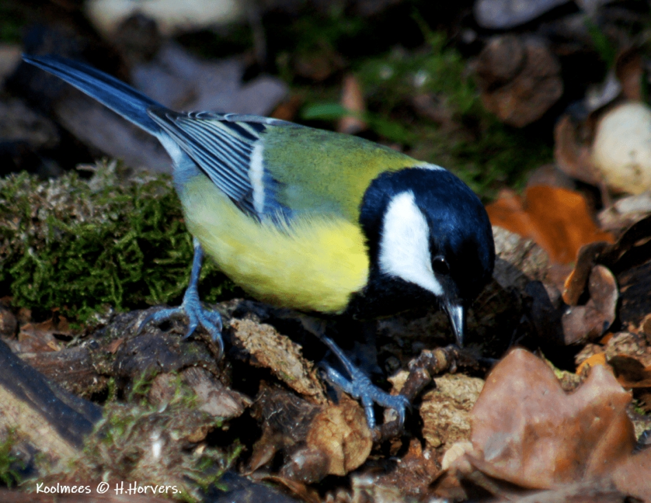 Koolmees - Vogels - Koolmees