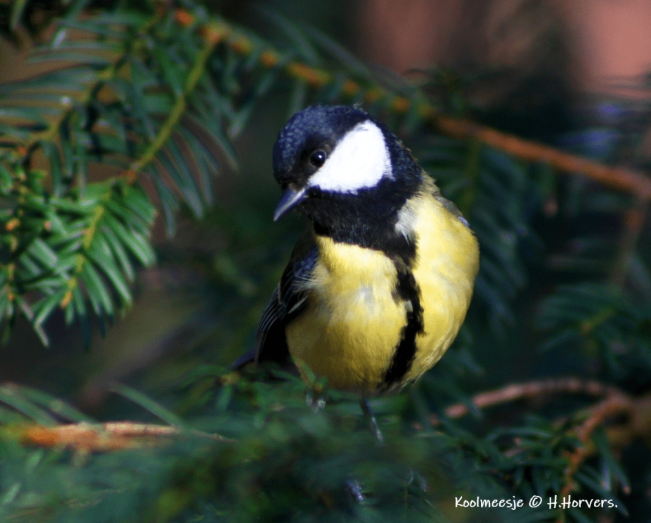 Koolmees - Vogels - Koolmees